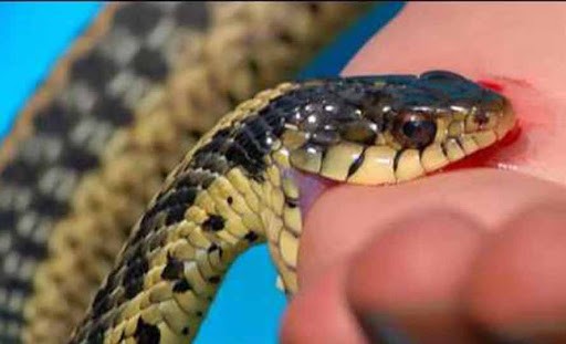 सर्पदंशका बिरामीले सघन उपचार नपाउँदा ३२ वर्षीय युवकको मृत्यु