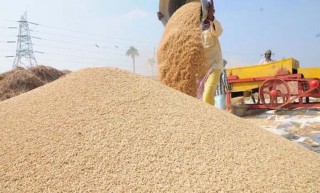टोकन प्रणालीमार्फत धान खरिद सुरु