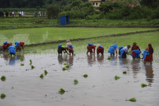 भदौ पहिलो सातासम्म देशभर ९२ प्रतिशत रोपाइँ